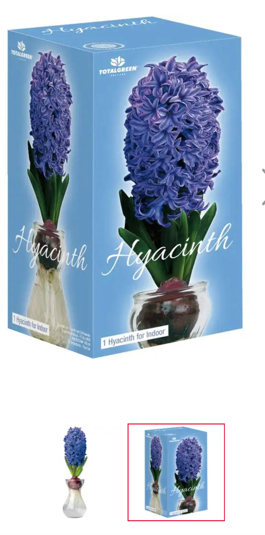 Hyacinth Kit