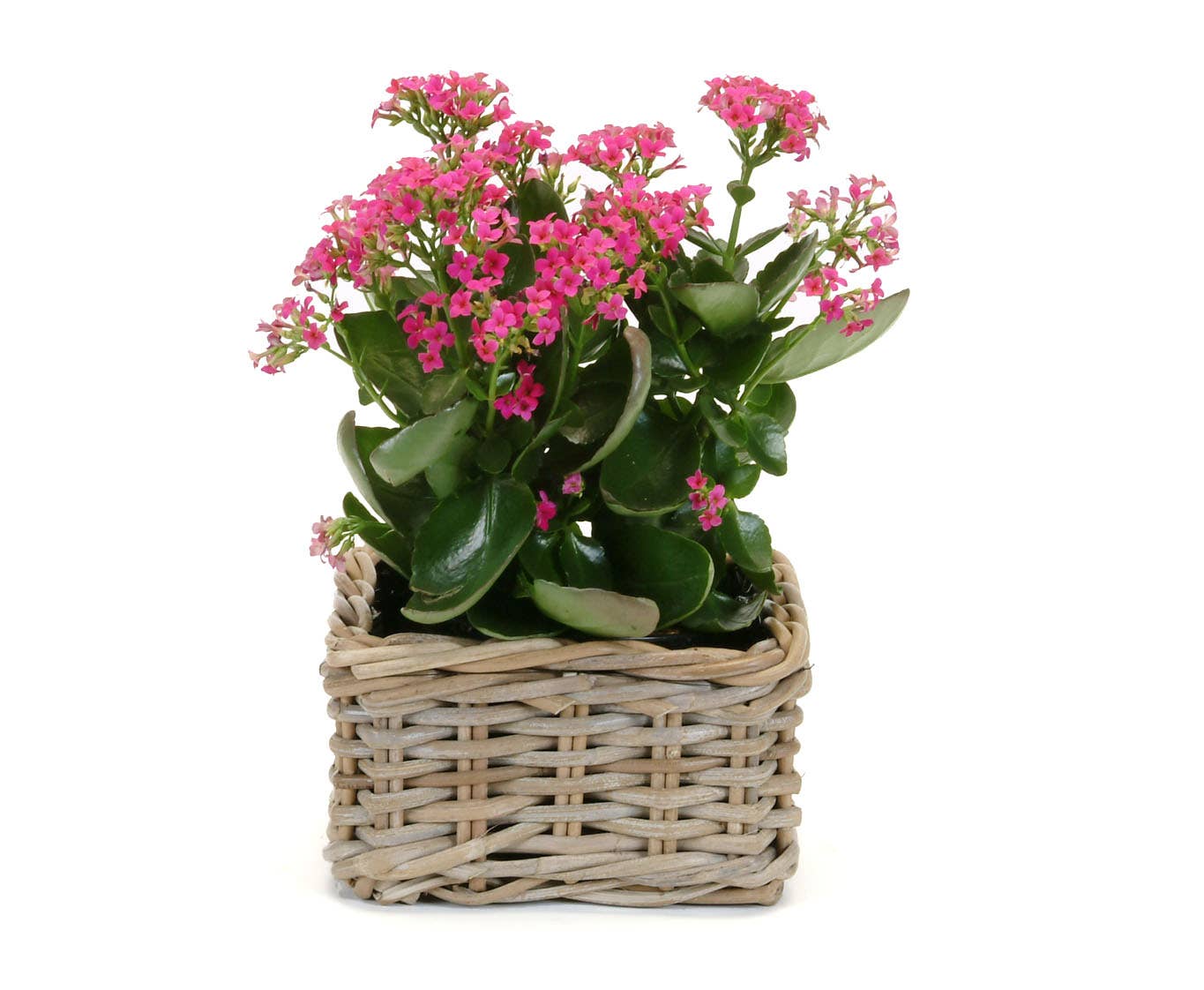 Square Kubu Planter Lined