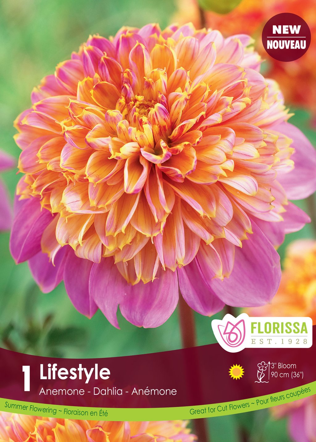 Dahlia Life Style