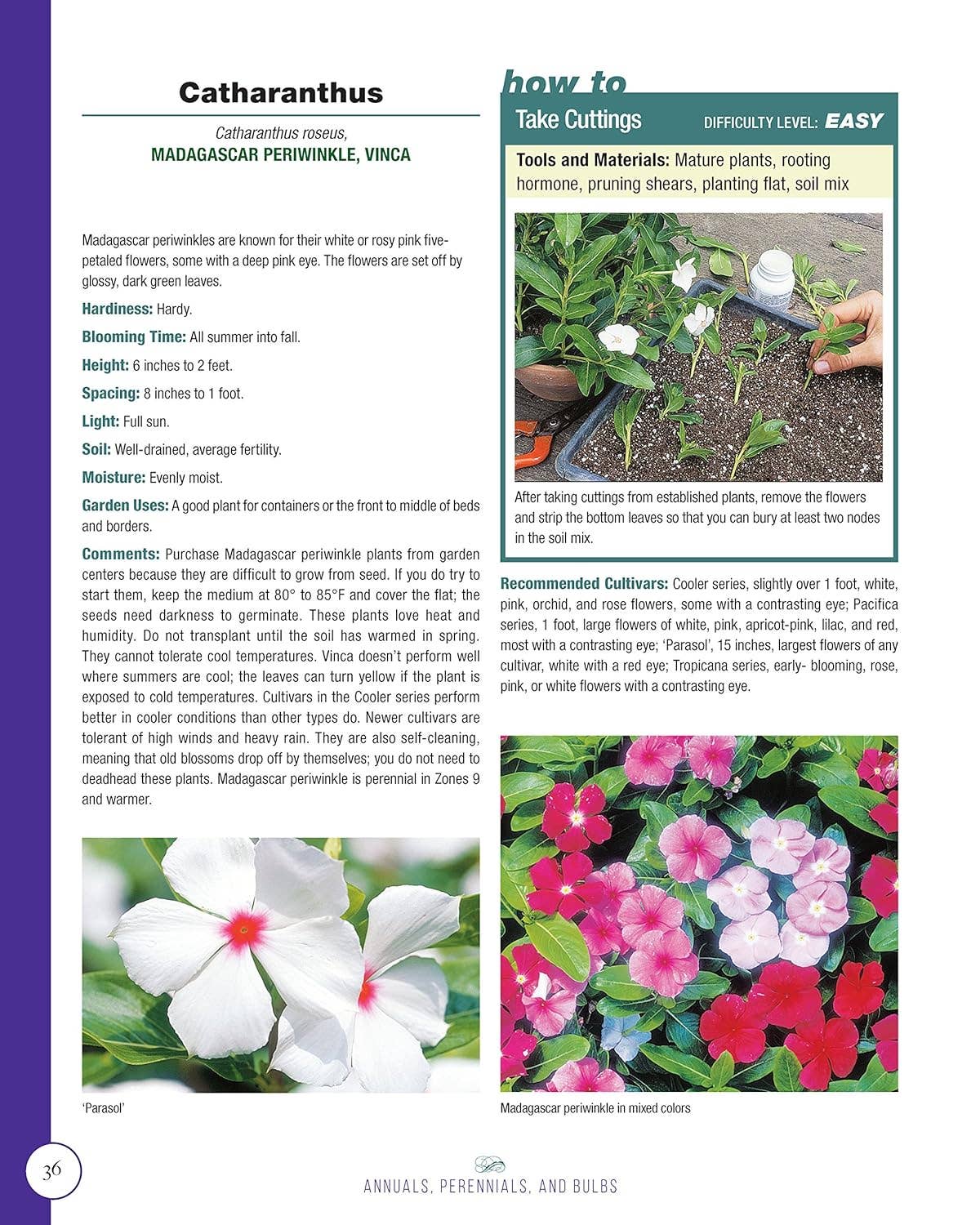Annuals, Perennials, and Bulbs - 377 Flower Varieties