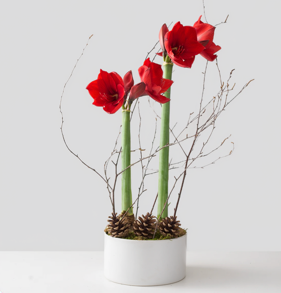 Crimson Amaryllis Duo in Pot