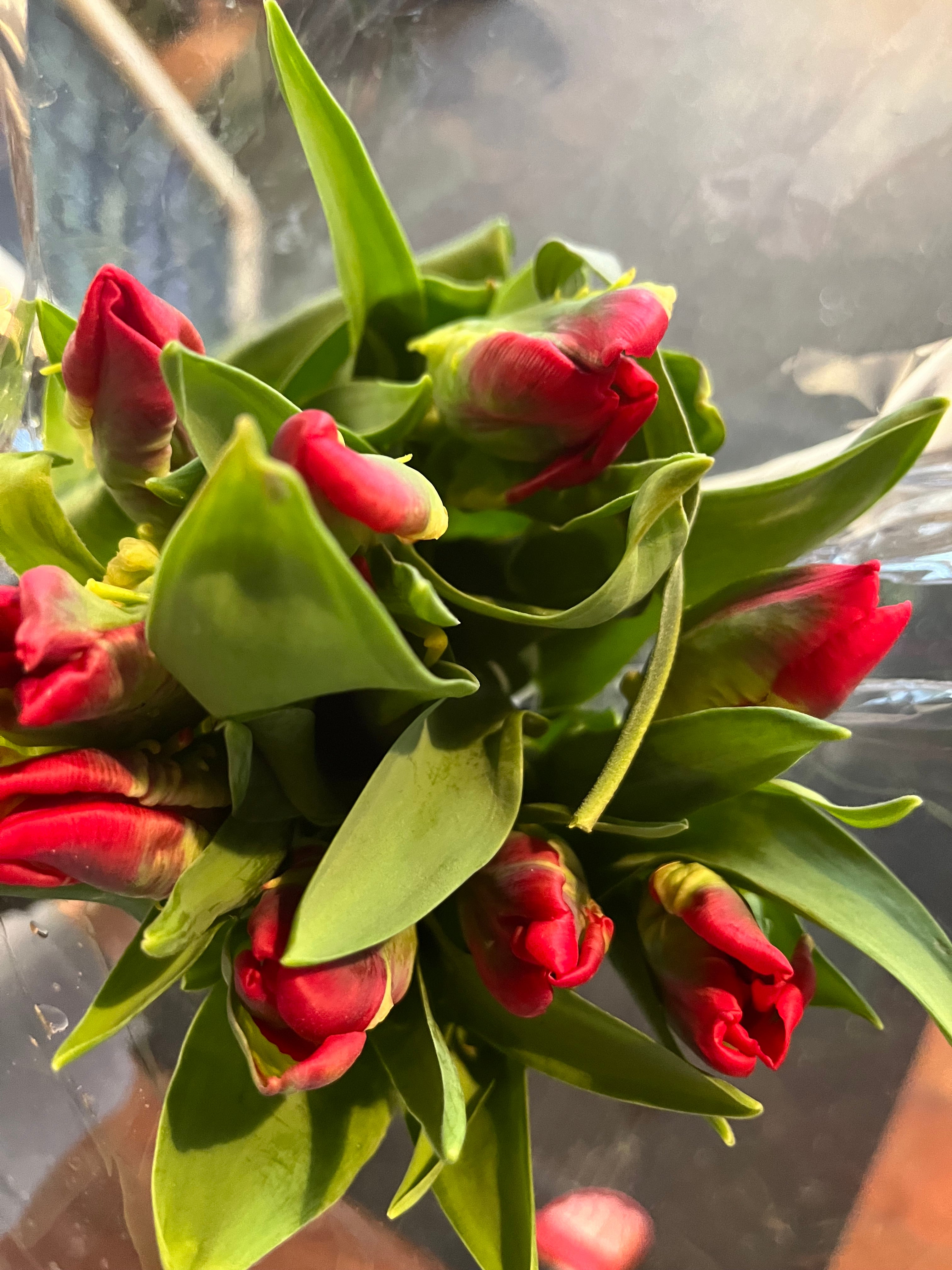 Christmas Parrot Tulips