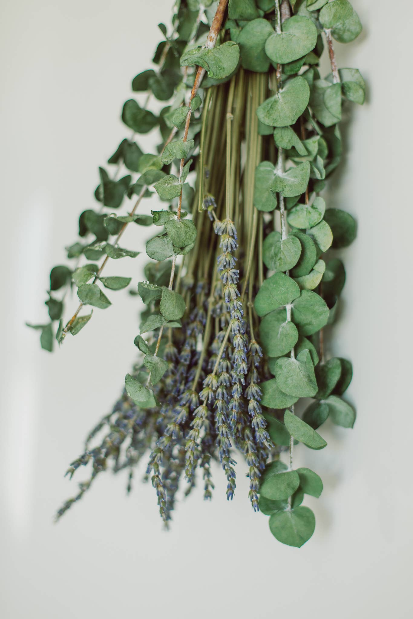 Eucalyptus + Lavender Shower Bundle: Large