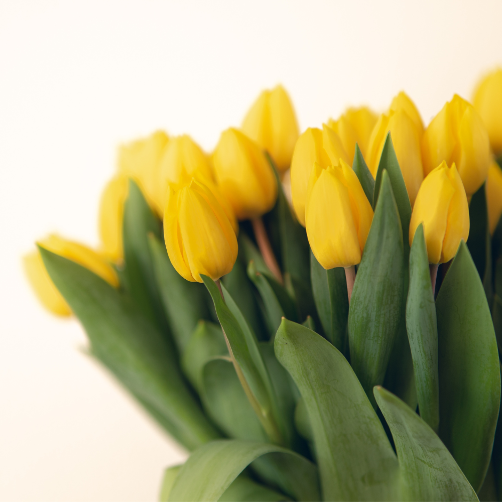 Fresh Tulips – A True Springtime Favourite