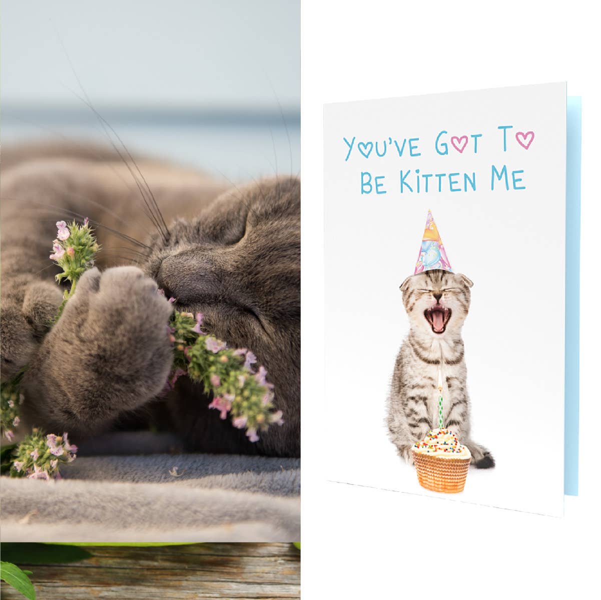"Birthday" Growable Card | Kitten Me w/Catnip Seeds