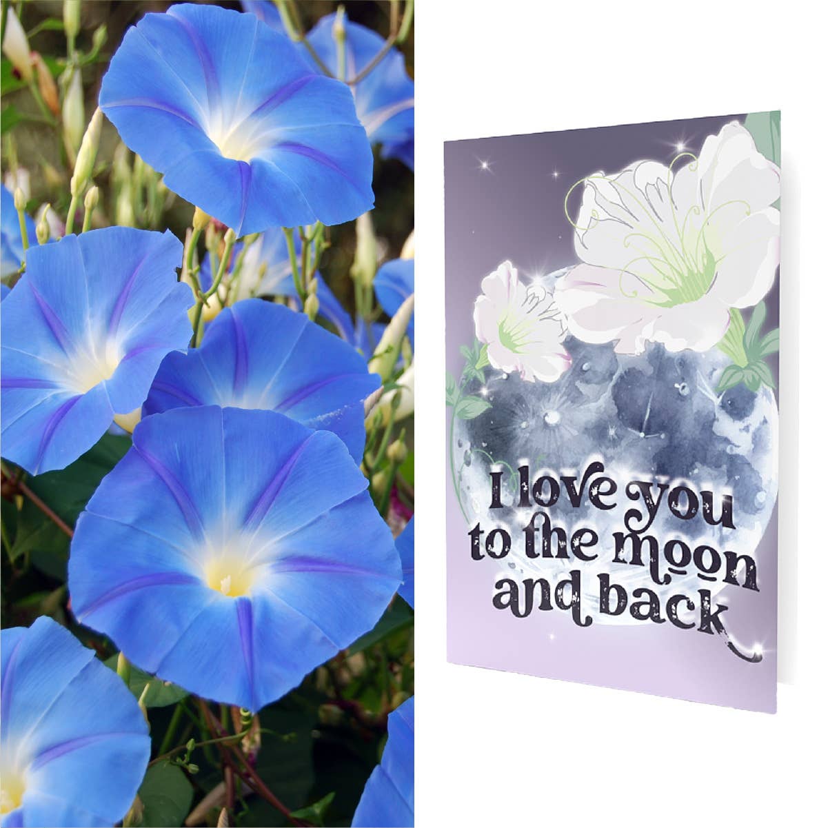 Valentines Growable Card | Moon and Back w/Moonflower Seeds