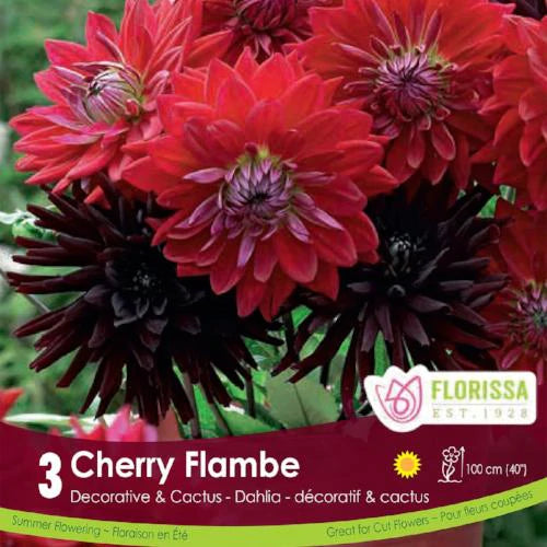 Cherry Flambe Dahlia PKG3