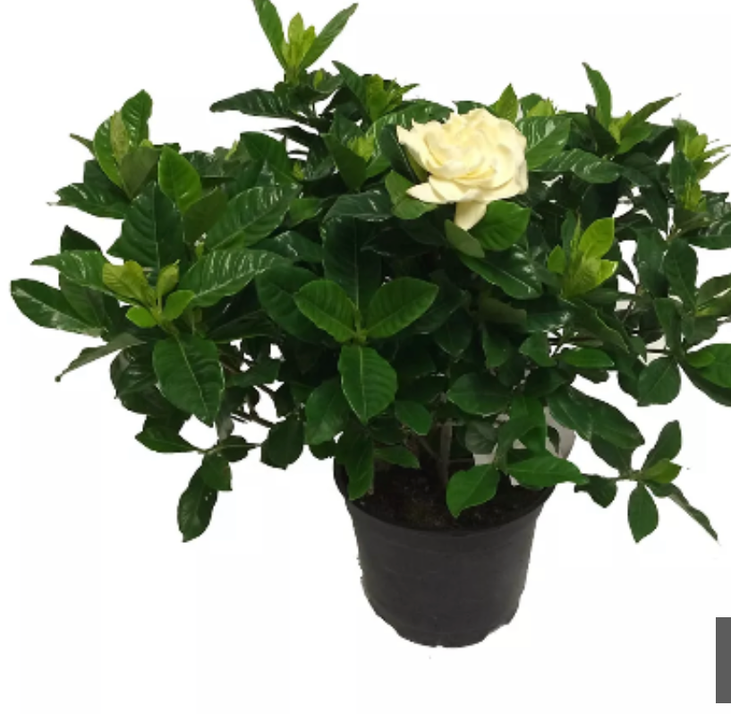 6'' Gardenia Jasminoides