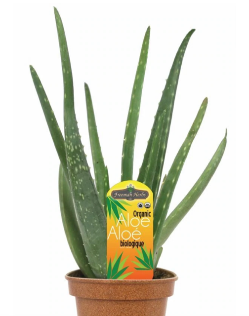 4.5" Aloe -Organic