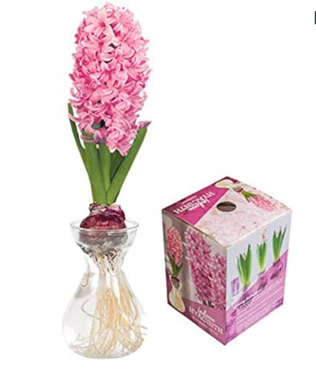 Hyacinth Clear Glass Vase