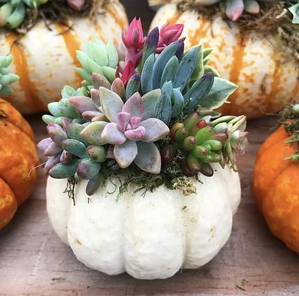 Small Succulent Pumpkin
