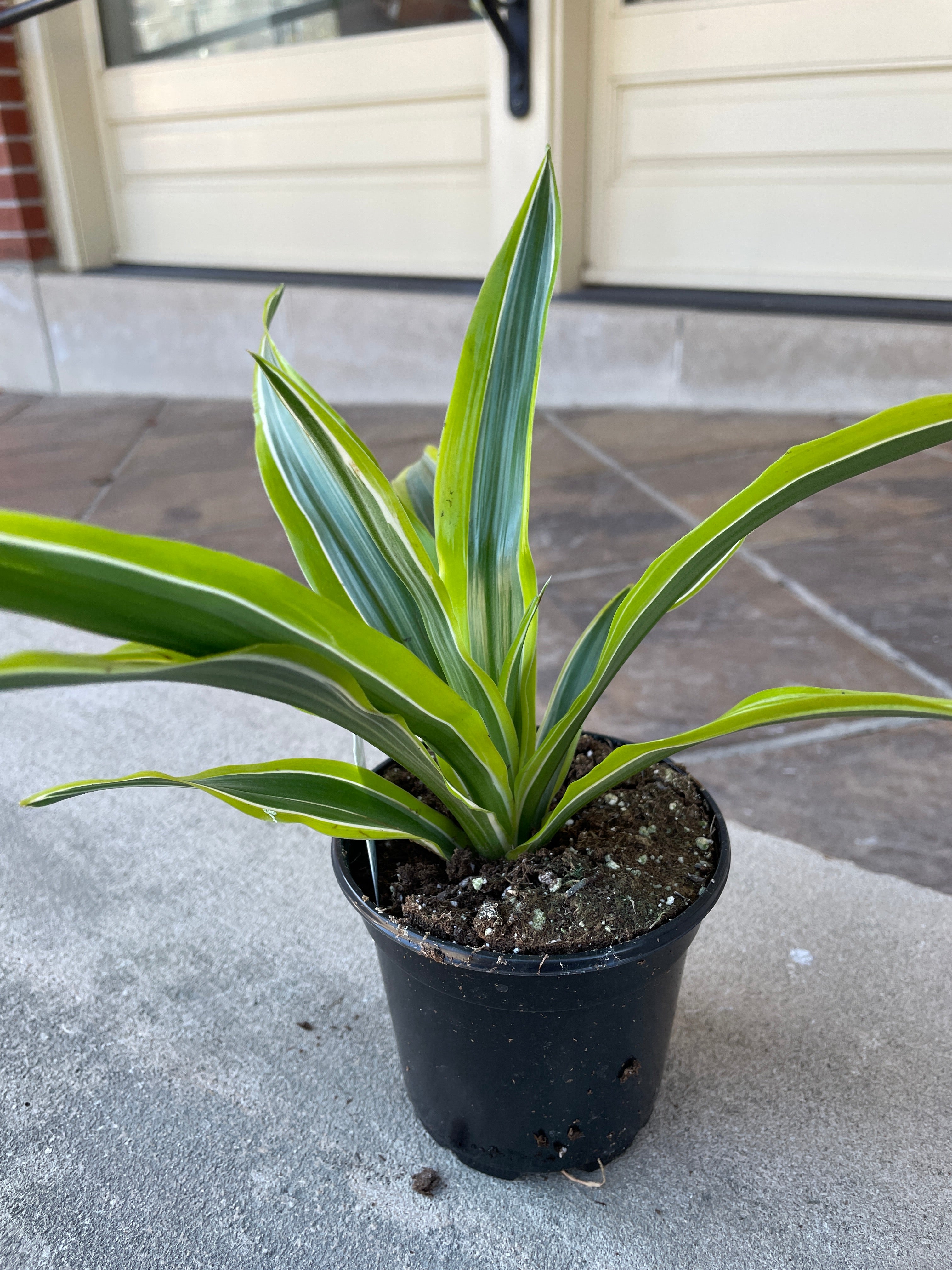 4" Dracaena Warneckii Lemon Lime