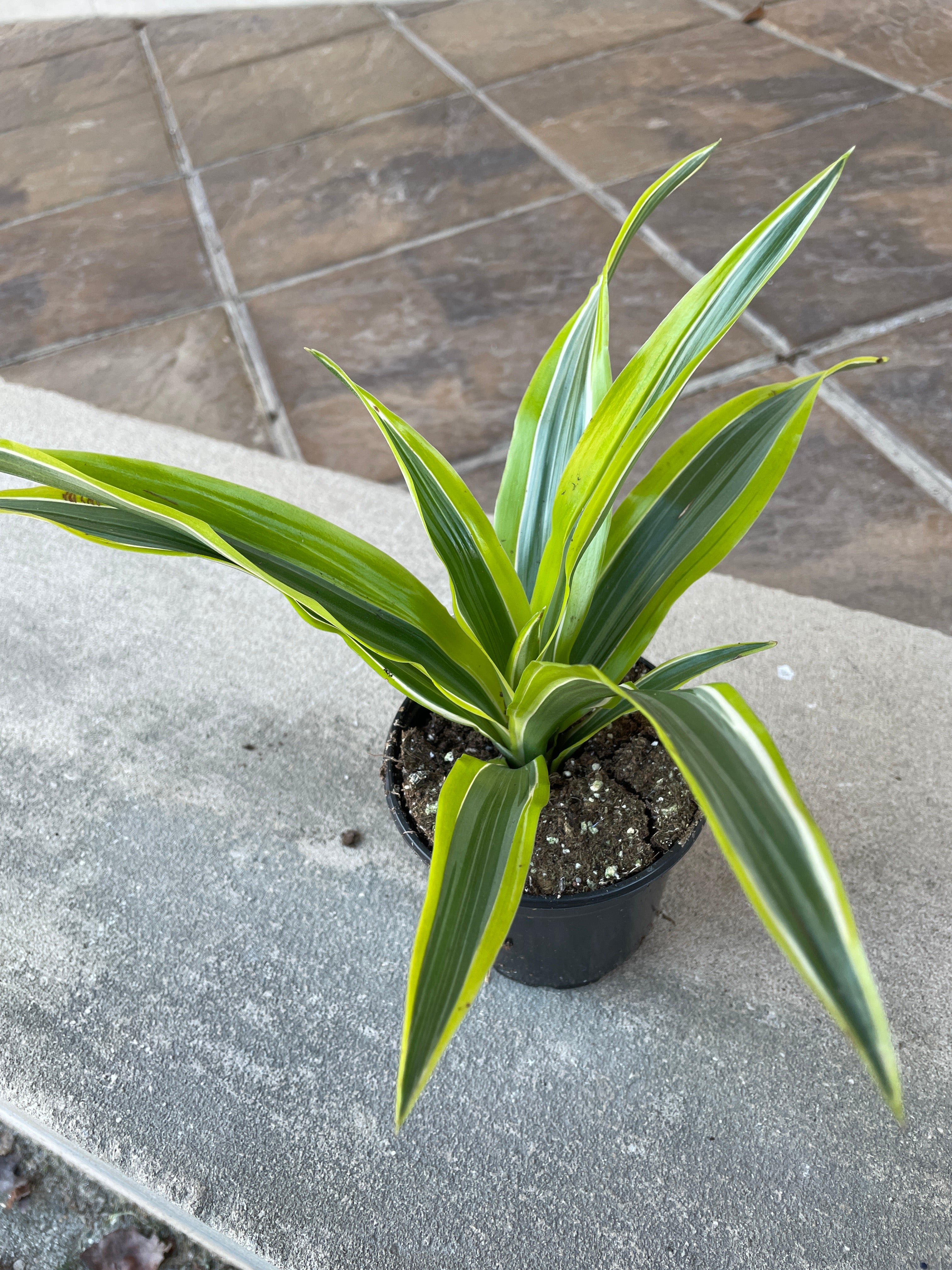 4" Dracaena Warneckii Lemon Lime