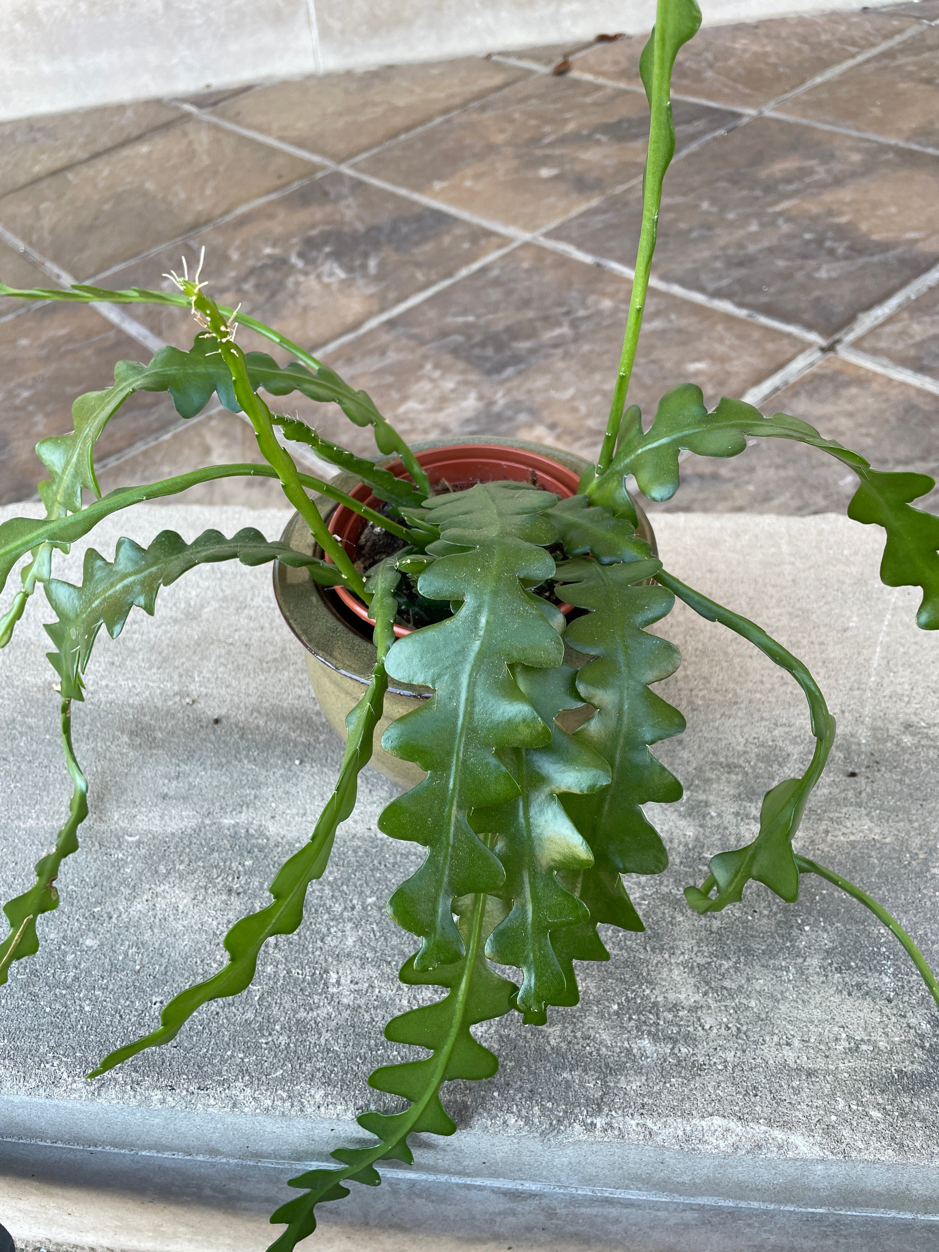 4" Fishbone cactus