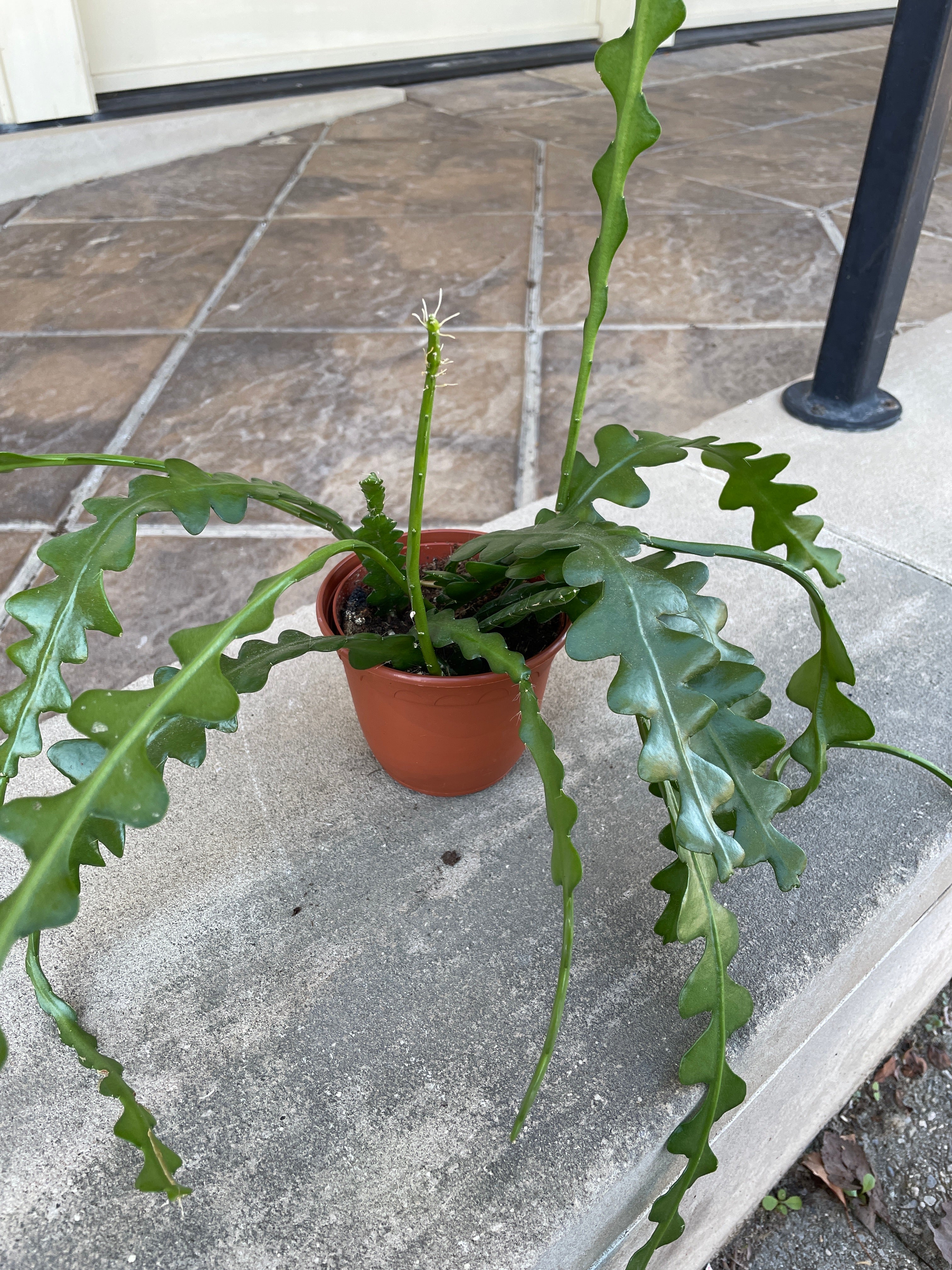 4" Fishbone cactus