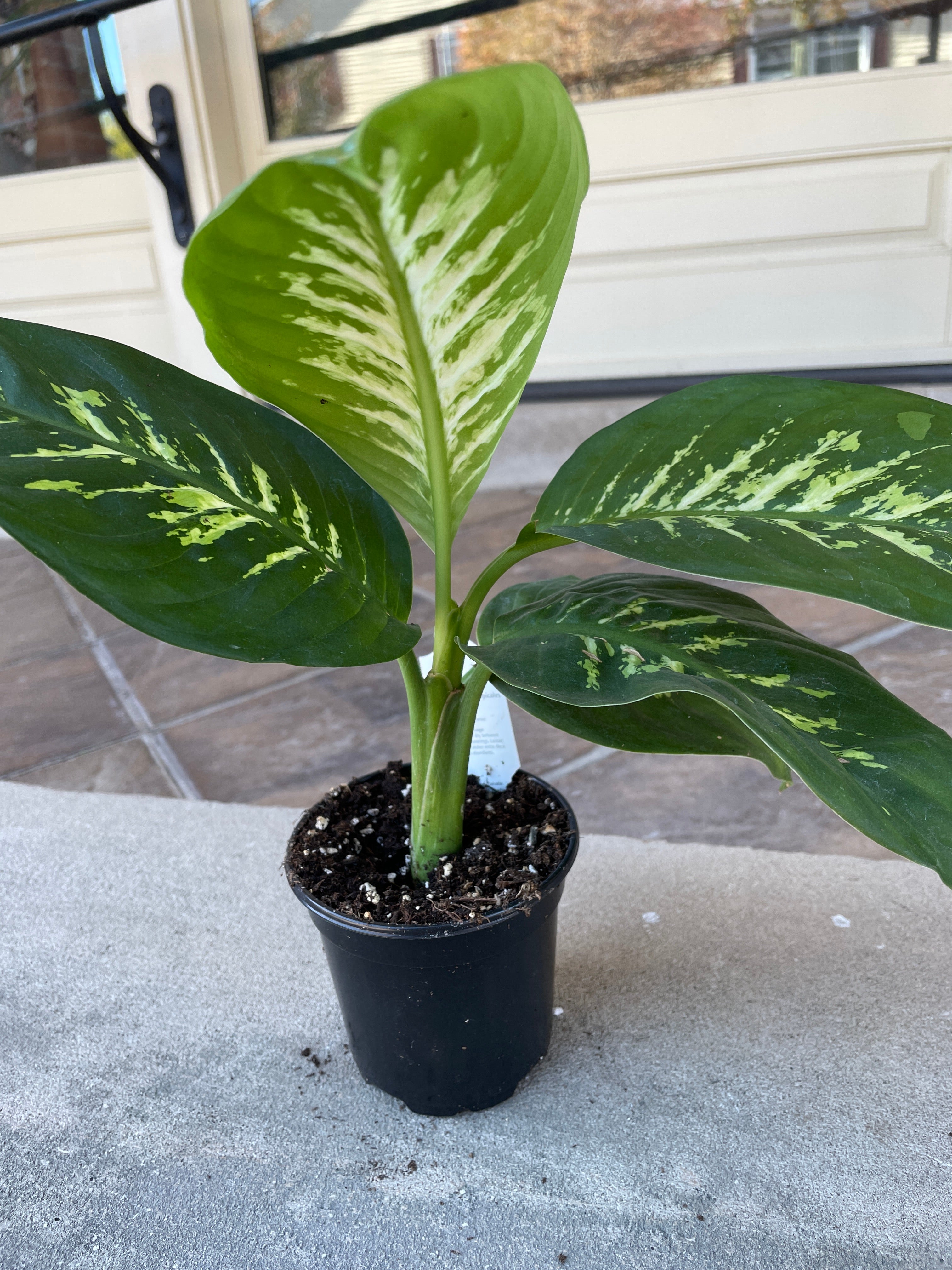 4.5 Dieffenbachia Camilla