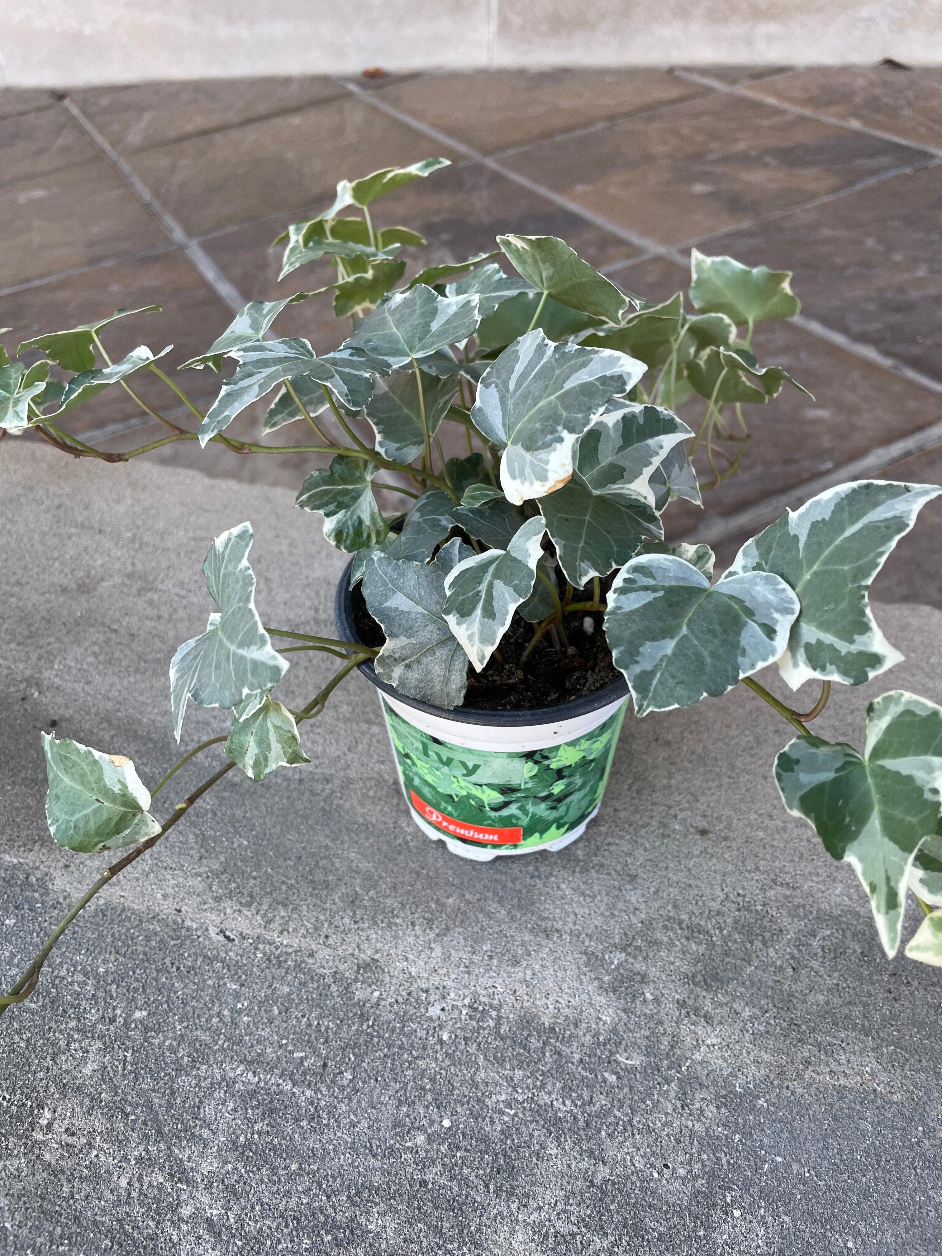 4"  Ivy