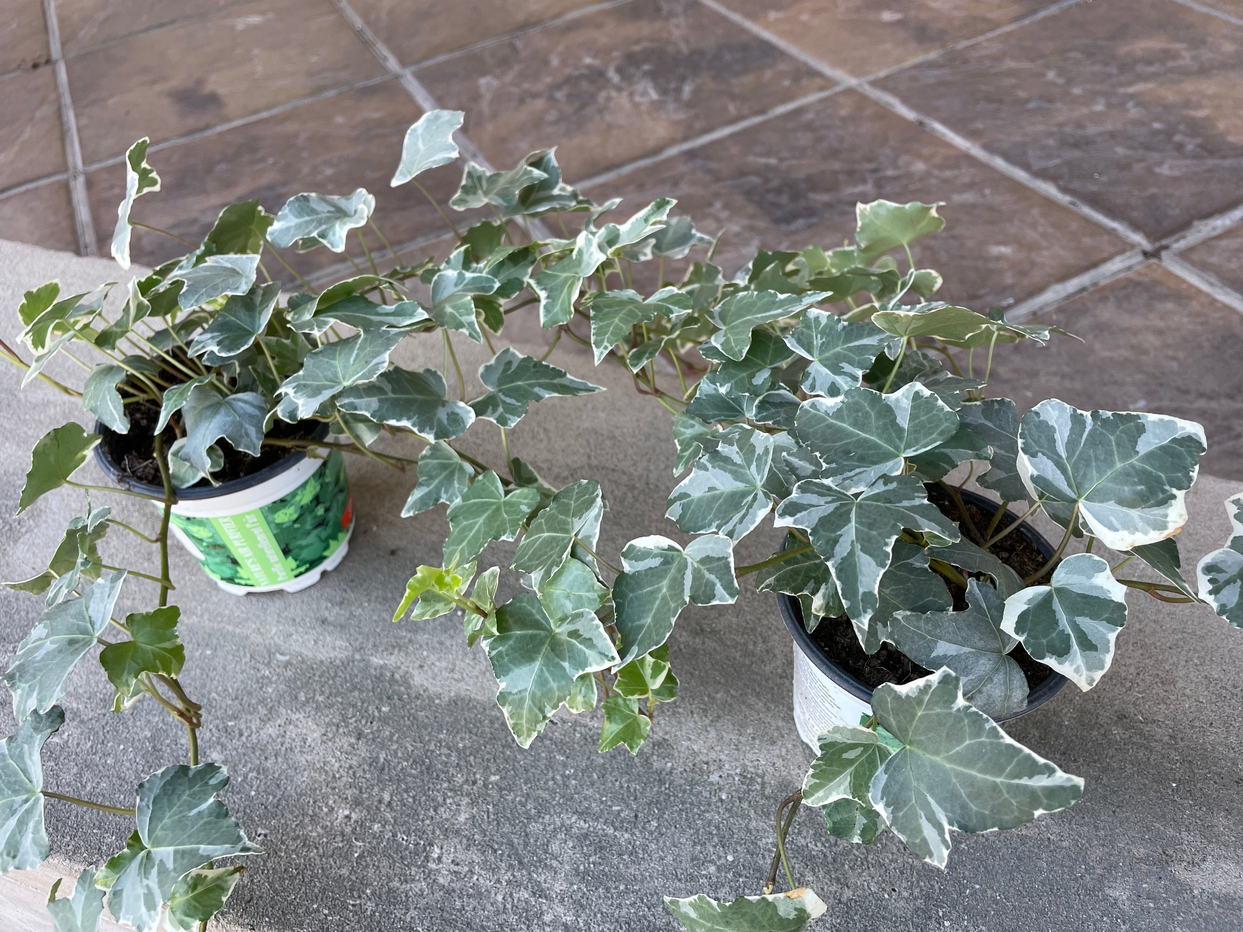 4"  Ivy