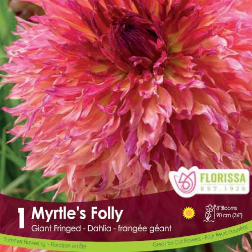 Myrtle's Folly Dahlia