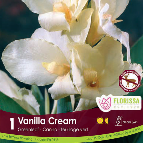 Vanilla Cream Canna